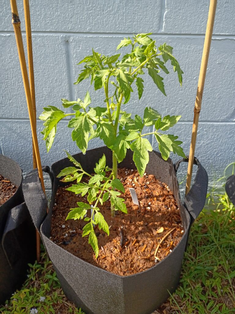 Vibrant young Beefmaster tomato plant growing in a fabric pot