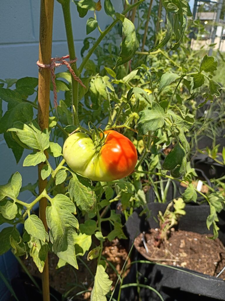 A ripening heirloom tomato, transitioning from pale green to deep red, hangs from a staked vine in a container garden, illustrating the process of careful cultivation and structured growth.